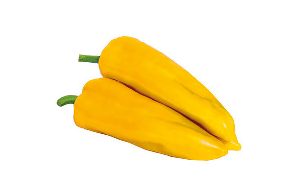 Duchessa